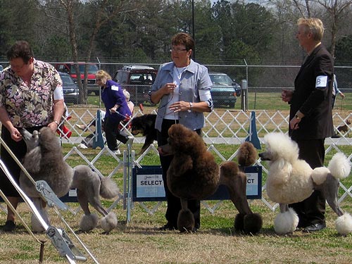 It didn't rain, but the fairgrounds were still full of poodles!