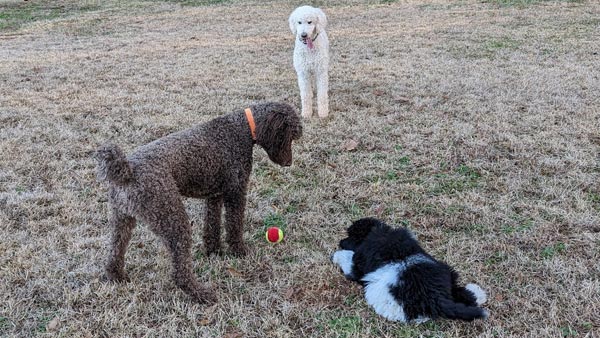 The polite poodle waits for someone else to bite the ball first