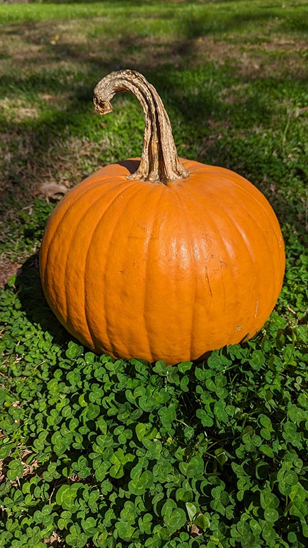 Mom's sister gave us that pumpkin the first week in October because she liked the stem. I admit, it is handsome.