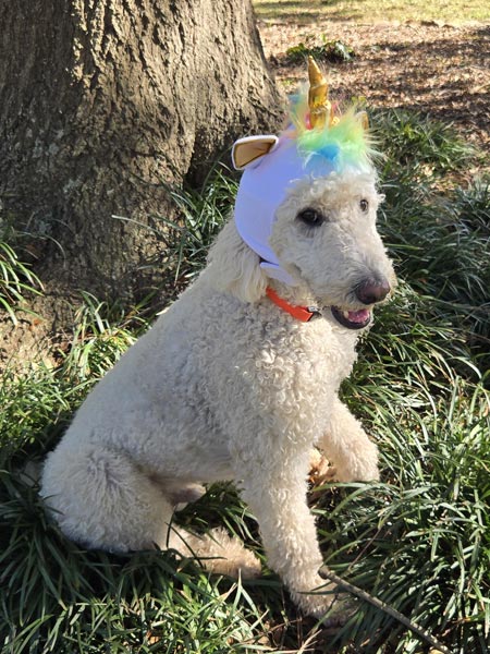 Unicorndog