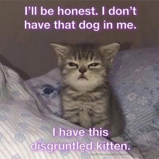 I also believe that cat people behave like dogs and vice versa. I also believe that cat people behave like dogs and vice versa.